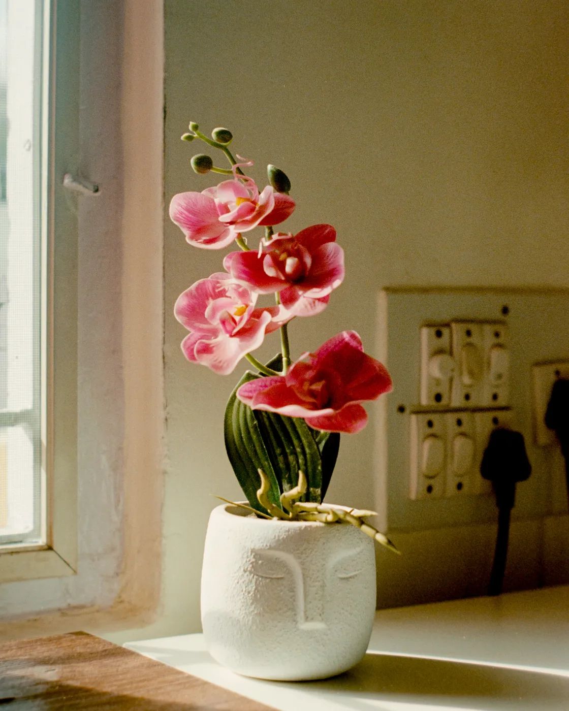 A pink orchid in a white pot moulded as a face, on a sunlit windowsill.