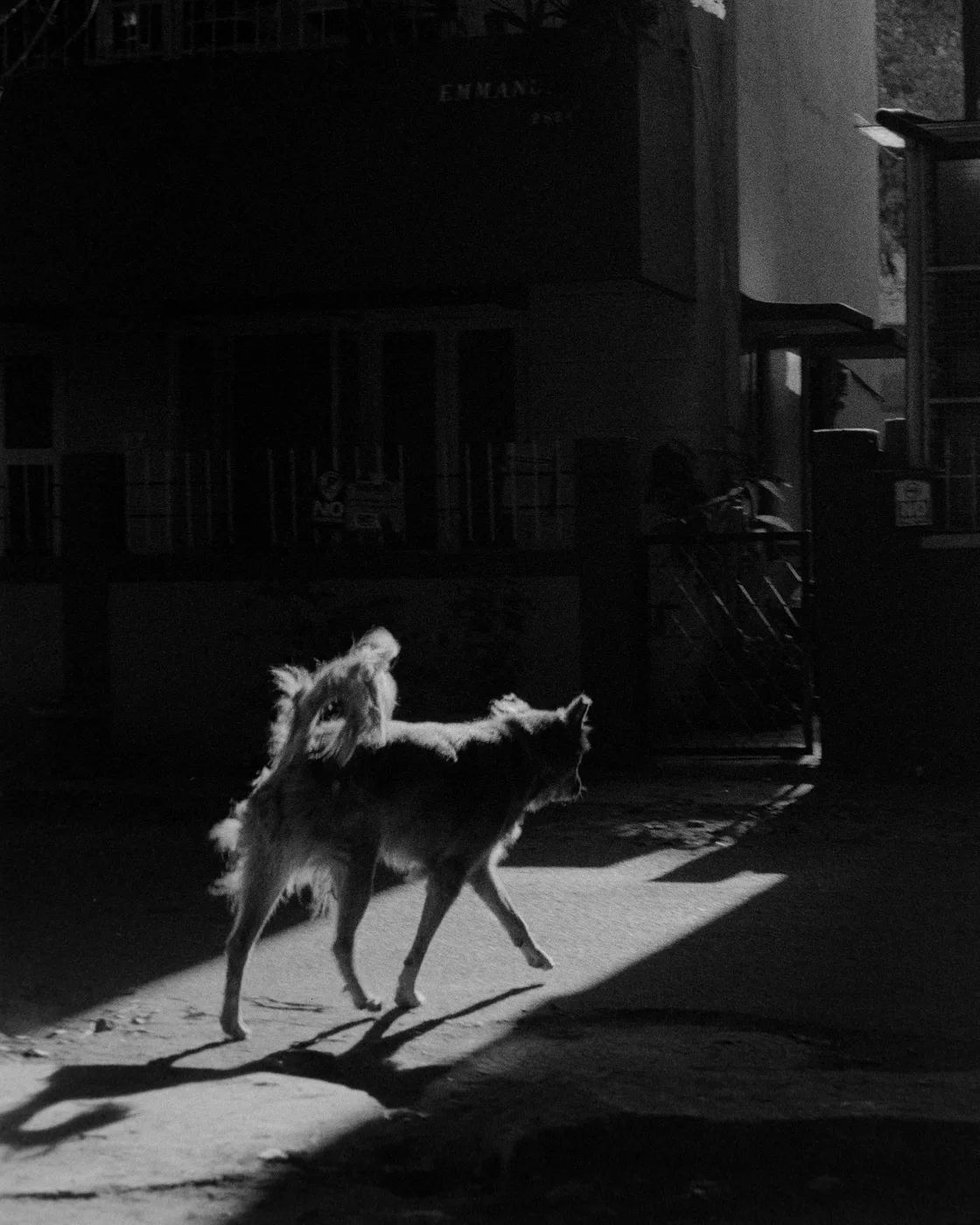 A black and white photograph of a street dog walking through a shaft of light at night, its shadow thrown long behind it.